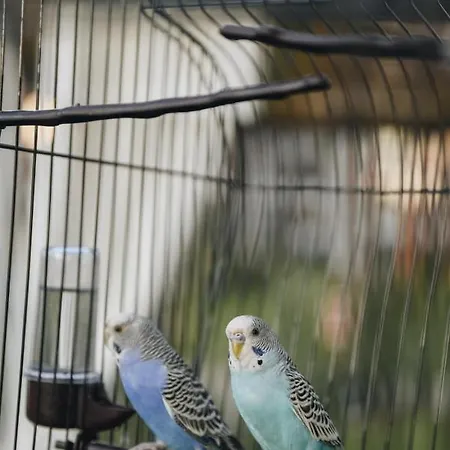 빌라 Parrots Lalez Bay