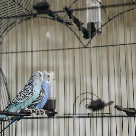 Parrots Lalez Bay 빌라